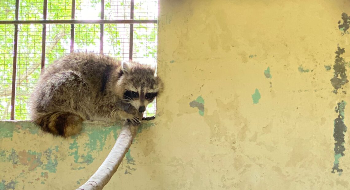 Foto1. El animal se encuentra en poder del Parque Zoológico Nacional