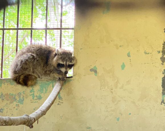 Foto1. El animal se encuentra en poder del Parque Zoológico Nacional